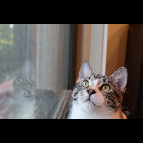 Meet your Posher, Amelia - Picture 4 of 6